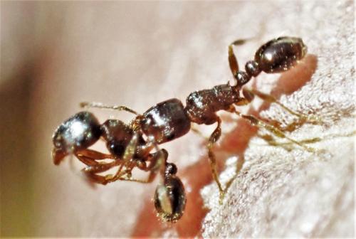Myrmica sp.